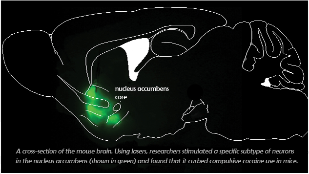 A cross-section of the mouse brain. Using lasers, researchers stimulated a specific subtype of neurons in the nucleus accumbens and found that it curbed compulsive cocaine use in mice.