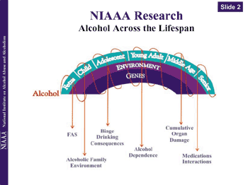 NIAAA Research Alcohol Across the Lifespan