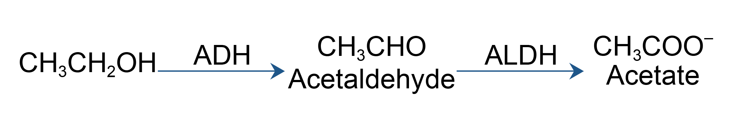 Ethanol (CH3CH2OH) is broken down by alcohol dehydrogenase (ADH) to acetaldehyde (CH3CHO). Acetaldehyde is then broken down by aldehyde dehydrogenase (ALDH) to acetate (CH3COO-).