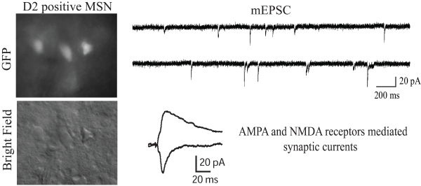 AMPA and NMDA receptor mediated synaptic currents of D2 positive (GFP) medium spiny neurons