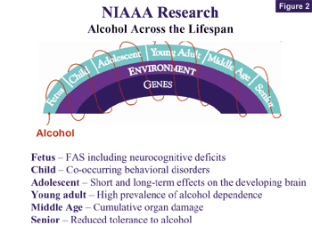 NIAAA research, alcohol across the lifespan