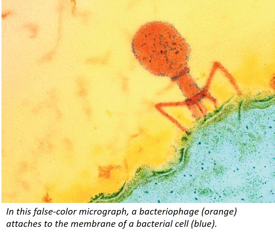 In this false-color micrograph, a bacteriophage (orange) attaches to the membrane of a bacterial cell (blue)