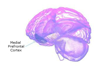 Brain scan highlighting the Medial Prefrontal Cortex
