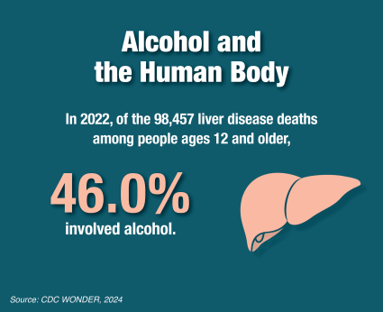 Image of a liver. Alcohol and the human body. In 2021, of the 100,530 liver disease deaths among people age 12 and older, 47.4% involved alcohol. Source: CDC WONDER, 2022