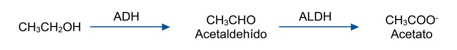 El etanol (CH3CH2OH) es descompuesto por el alcohol deshidrogenasa (ADH) en acetaldehído (CH3CHO). El acetaldehído es descompuesto entonces por aldehído deshidrogenasa (ALDH) en acetato (CH3COO-).