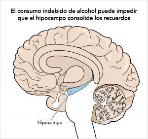 Alcohol misuse can prevent the hippocampus from forming memories, brain image 