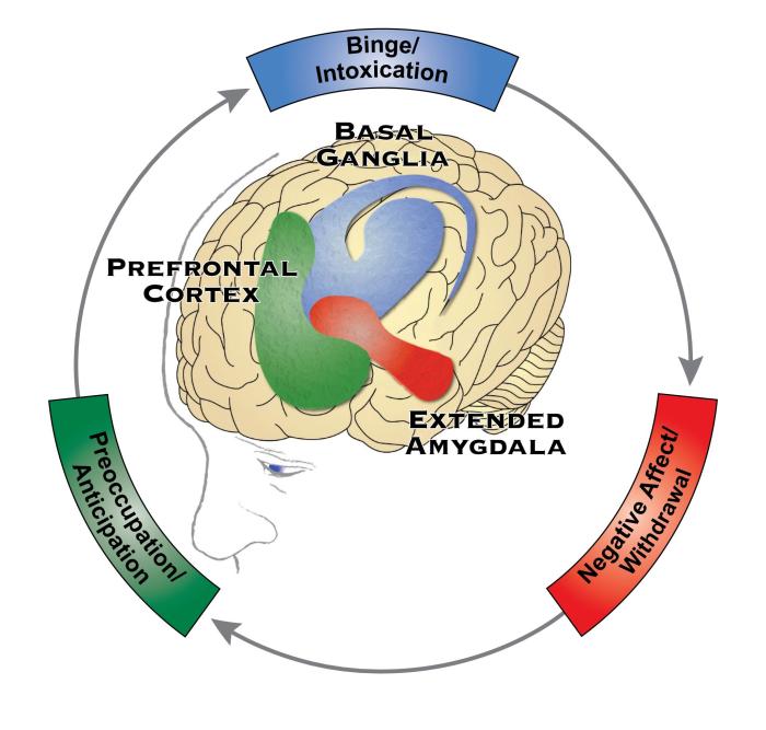 An image of the brain with the prefrontal cortex, basal ganglia, and extended amygdala marked in green, blue, and red, respectively. The prefrontal cortex controls preoccupation/anticipation. The basal ganglia controls binge/intoxication, and the extended amygdala controls negative affect/withdrawal.