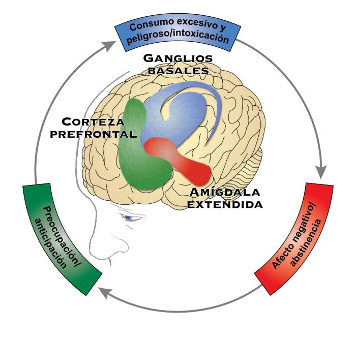 Una imagen del cerebro con la corteza prefrontal, los ganglios basales y la amígdala extendida marcada en verde, azul y rojo, respectivamente. La corteza prefrontal controla la preocupación/anticipación. Los ganglios basales controlan el consumo excesivo y peligroso/intoxicación, y la amígdala extendida controla el afecto negativo/abstinencia.