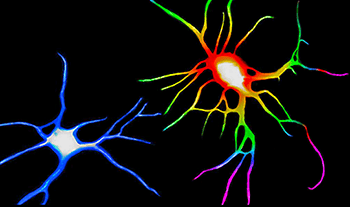 Image of neurons 
