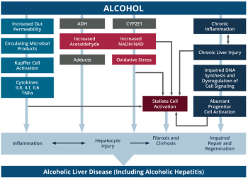 chart of alcohol lover disease including alcohol hepatitis